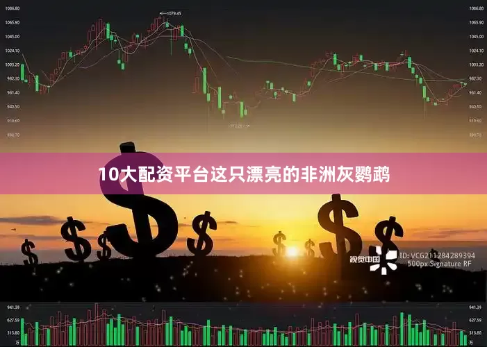 10大配资平台这只漂亮的非洲灰鹦鹉